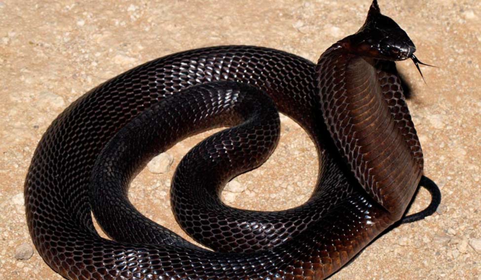 black cobra snake images