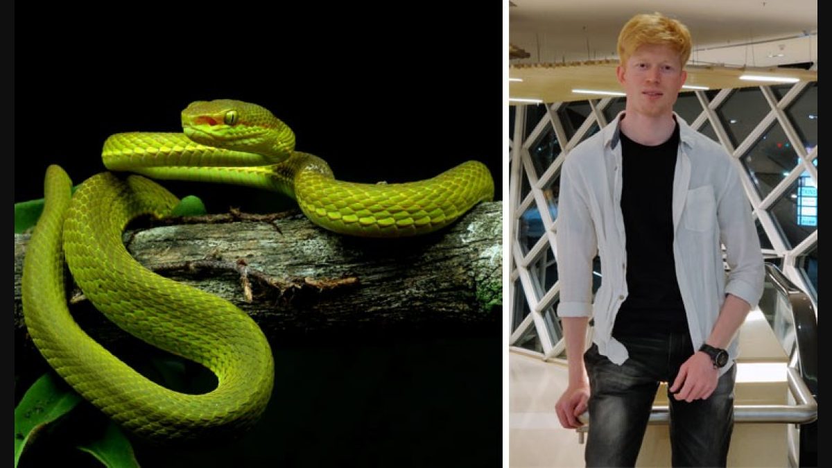 Welcome to the House of Slytherin: Salazar's pit viper, a new green pit  viper from India