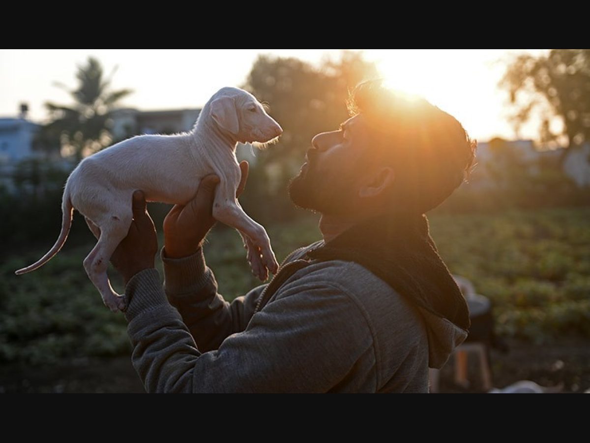 what health problems do mudhol hound have