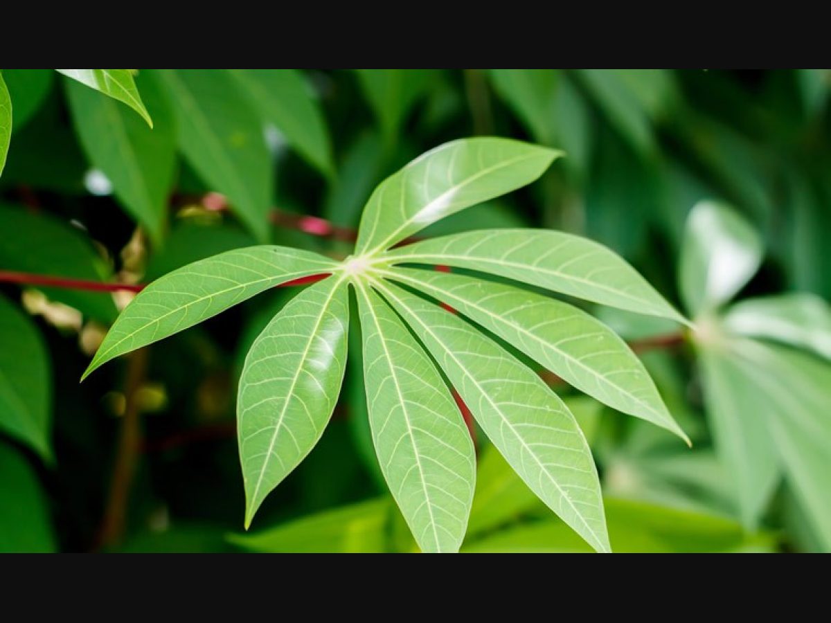 tapioca plant leaves