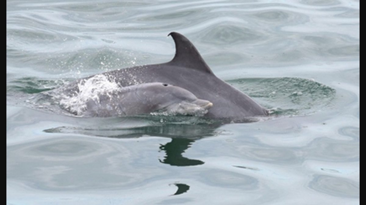 Dolphin moms use 'baby talk' with their calves, Science