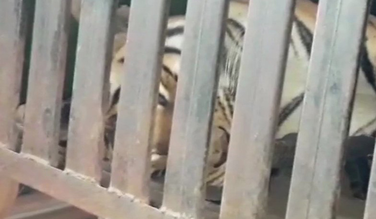Man Eater Tigress Avni Shot Dead In Maharashtra The Week 