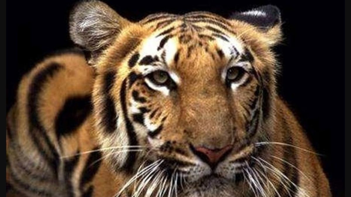 Royal bengal tiger found dead in West Bengal's Lalgarh