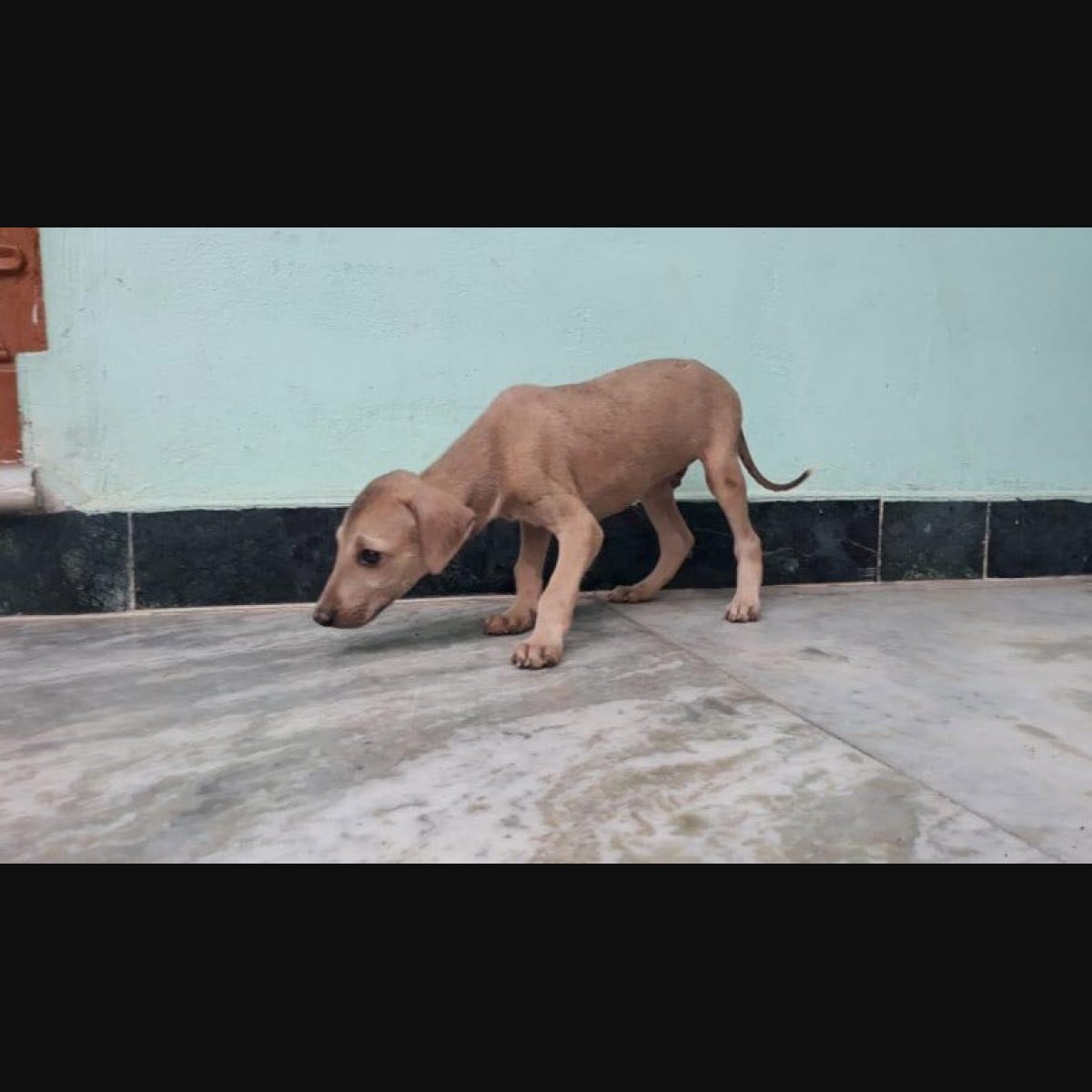 All you need to know about 'Chippiparai,' Tamil Nadu sprinter dog ...