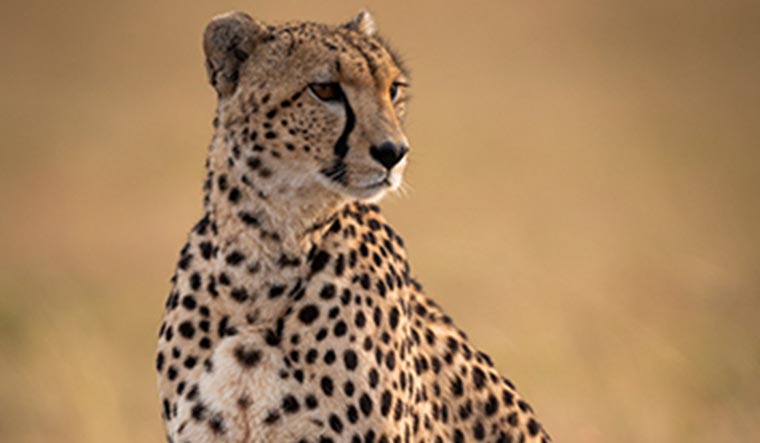 11-hour flight, quarantine, trackers: Journey of 8 Namibian cheetahs to ...