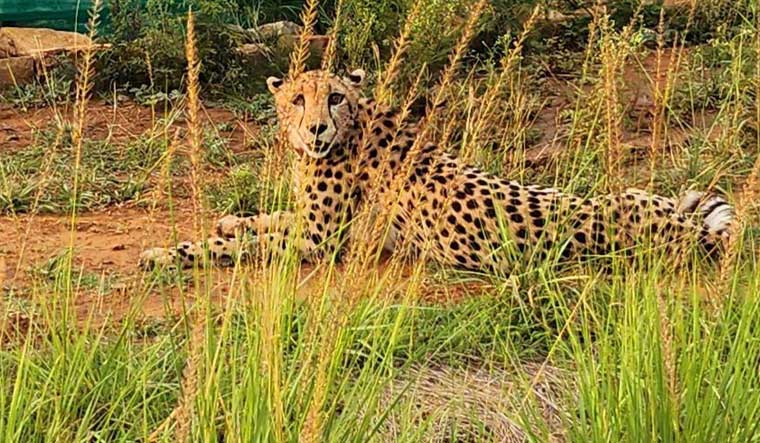 Namibian cheetah Shaurya at Kuno National Park