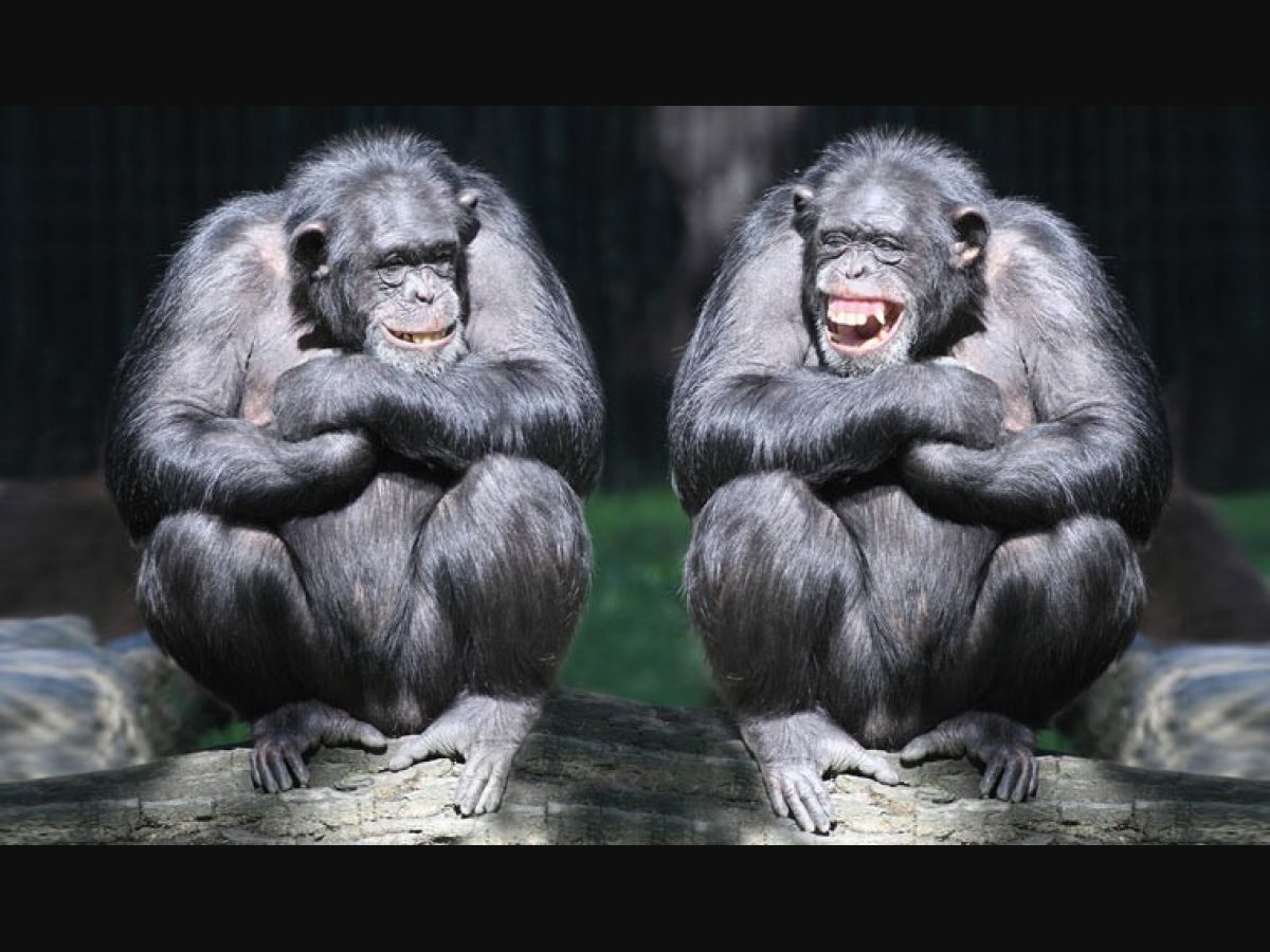 Monkeys Outperform Humans When It Comes To Cognitive Flexibility