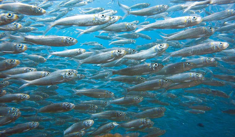 Researchers' meet at CMFRI to study drop in oil sardine catch- The Week