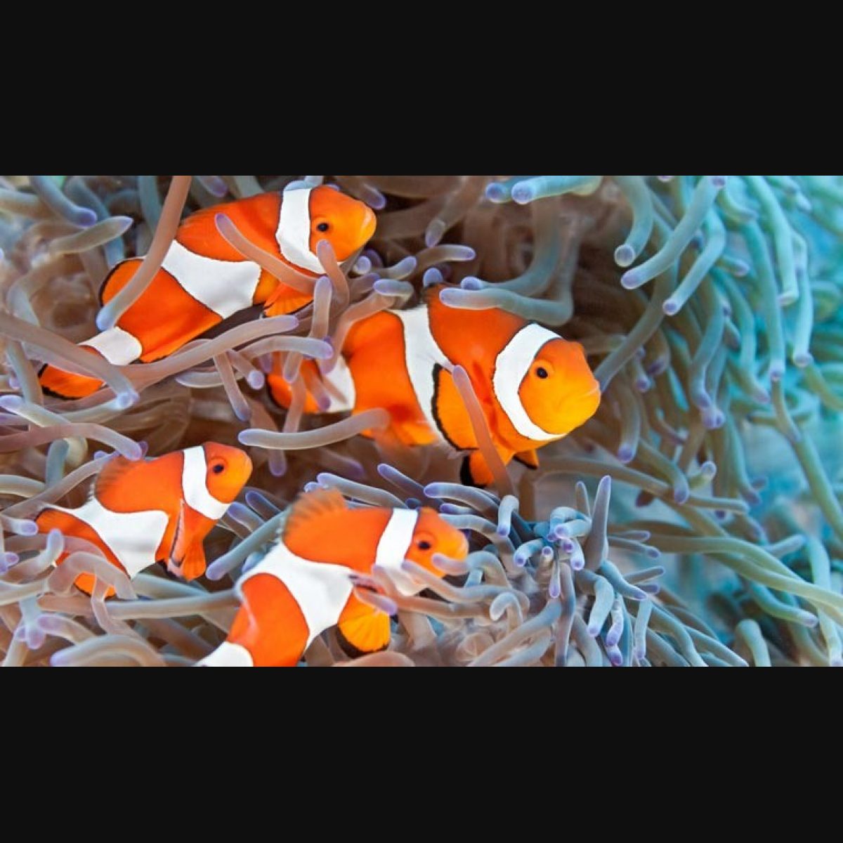 Clown Fish of the Lit Ecosystem - Pyragraph