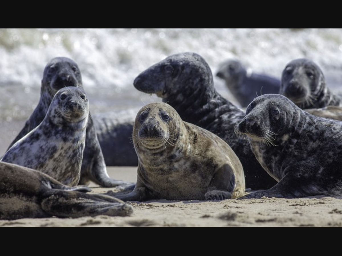 Wild grey seals have a good way to communicate underwater - The Week