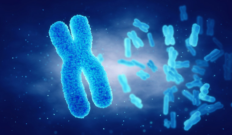 Y chromosome genes impact human biology in a big way - The Week