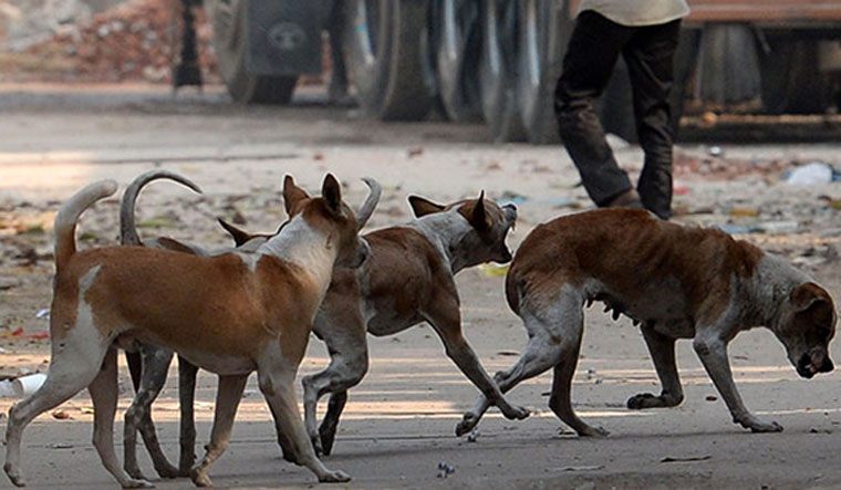 Stray dogs may have played role in novel coronavirus origin: Study