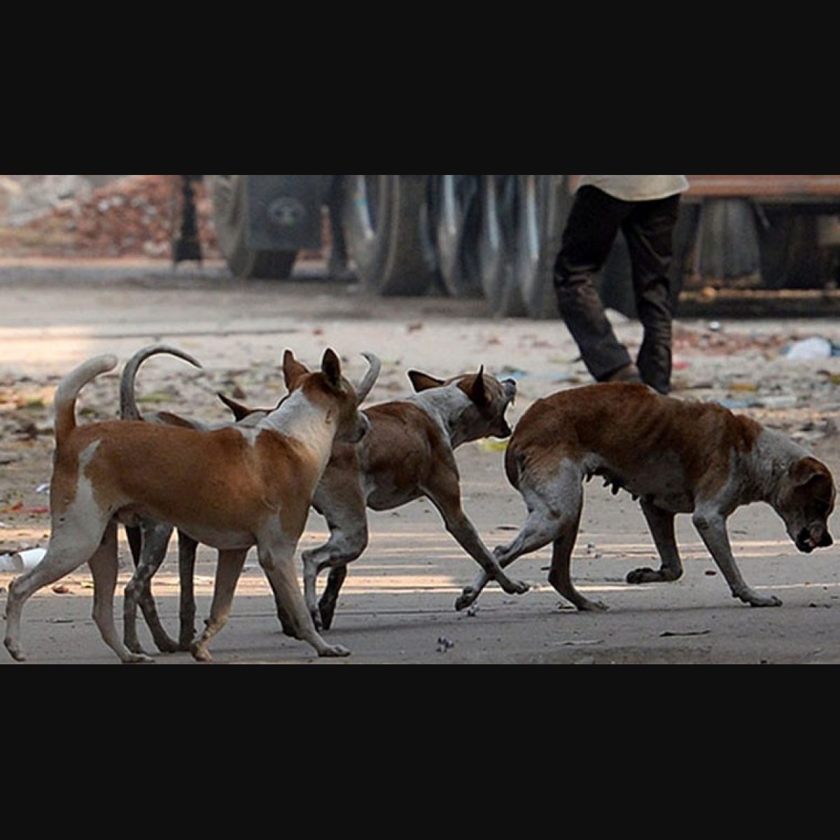 Stray sale dogs mating