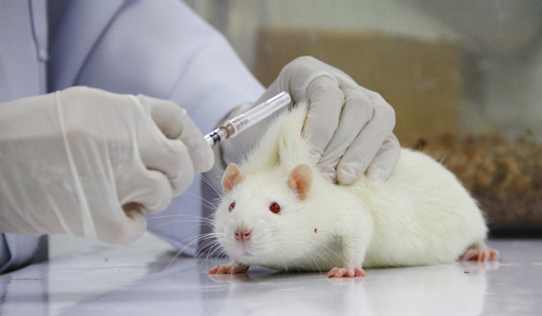 Should Animal Testing Be Used For Research