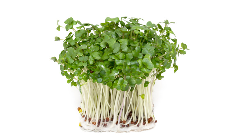 Sulforaphane-rich broccoli sprout extract could help manage ...