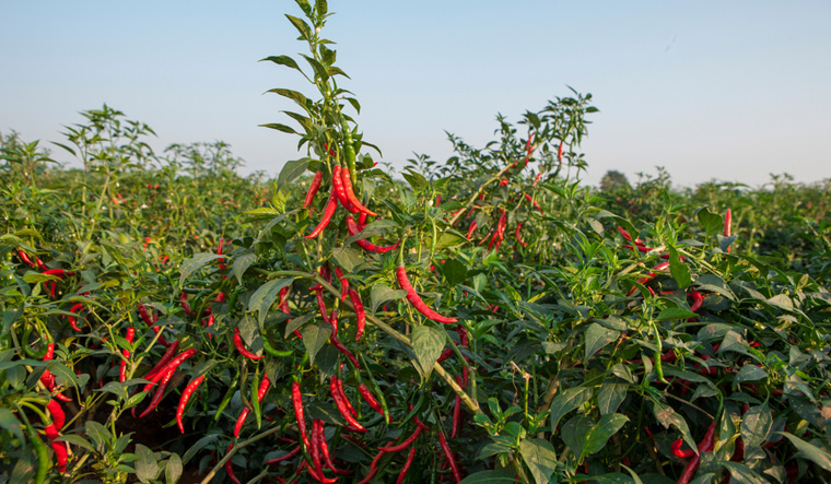 Why eating spicy food may increase risk of dementia- The Week