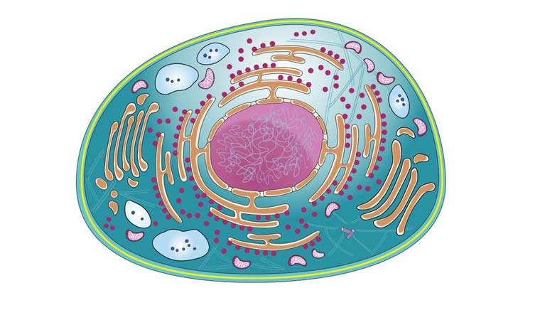 Nanodevice placed inside cell shows how cells change with time - The Week