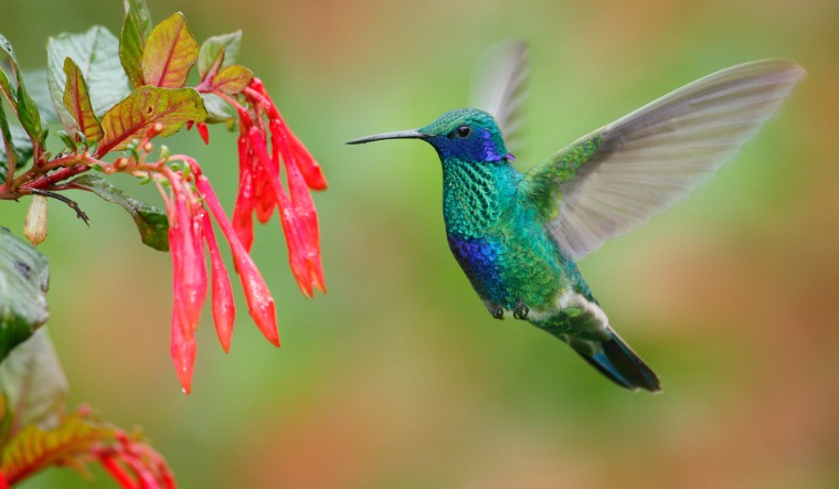 Hummingbirds see colours beyond human perception - The Week