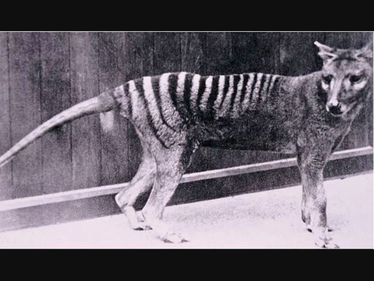 Lack Of Genetic Diversity May Have Doomed Tasmanian Tiger, Scientists Say :  The Two-Way : NPR
