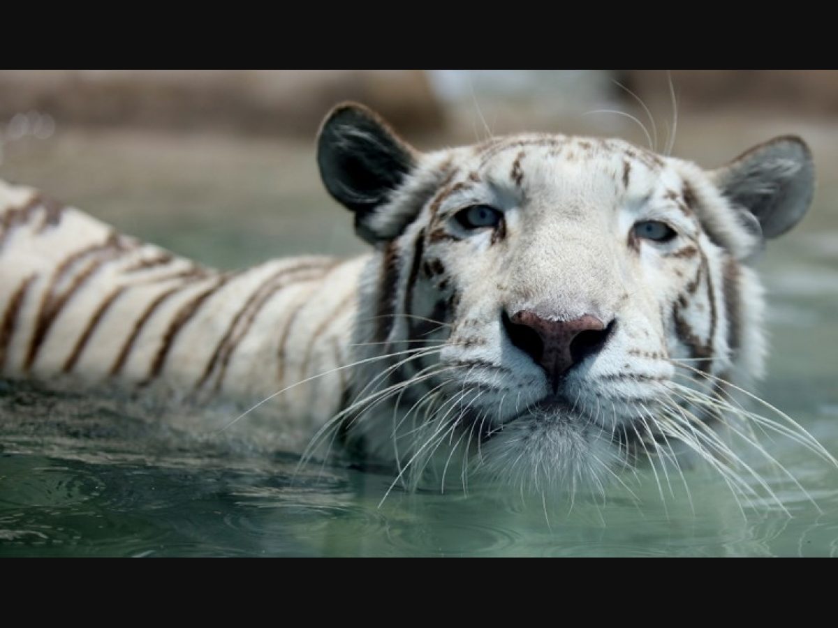 harimau_my on X: There are six species of tigers still remains : 🐯Bengal  Tiger 🐯Siberian Tiger 🐯Sumatran Tiger 🐯Malayan Tiger 🐯Indochinese Tiger  🐯South China Tiger Photo credit : @thetruewilderness #SaveOurMalayanTiger  #SelamatkanHarimauMalaya